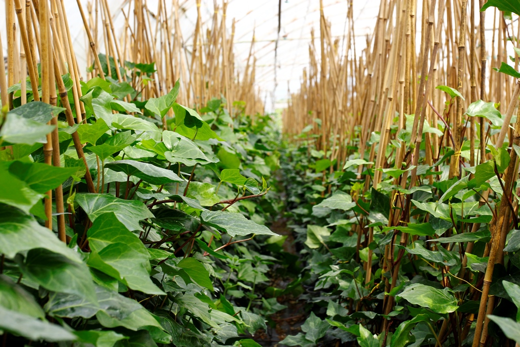 Hedera Helix – Orman Sarmaşığı 100 – 150 cm 2 Adet