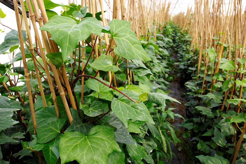 Hedera Helix – Orman Sarmaşığı 100-150 cm 10 Adet