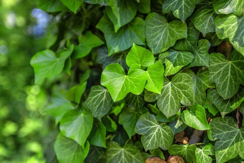Hedera Helix – Orman Sarmaşığı 100-150 cm 10 Adet