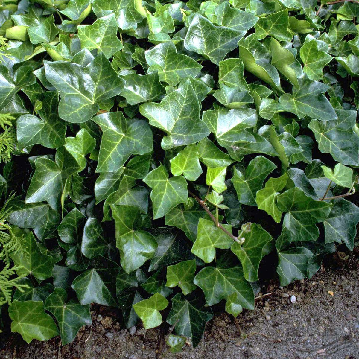Hedera Sarmaşık 50-100 cm 10 Adet