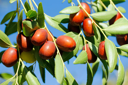 Hünnap Fidanı ( Ufak Taneli) 3 Yaş Tüplü ve Aşılı Hünnap Fidanı ( Ufak Taneli) 3 Yaş Tüplü ve Aşılı