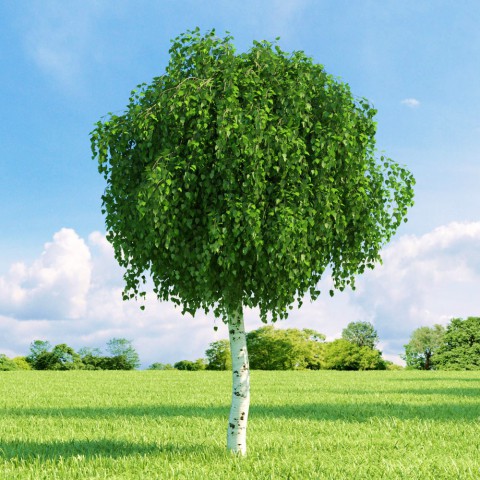 Huş Ağacı Betula Pendula 10 Adet
