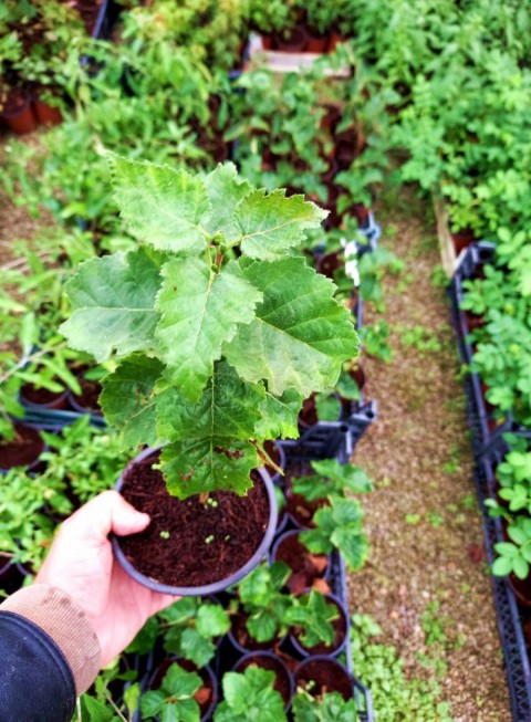 Huş Ağacı Betula Pendula 10 Adet