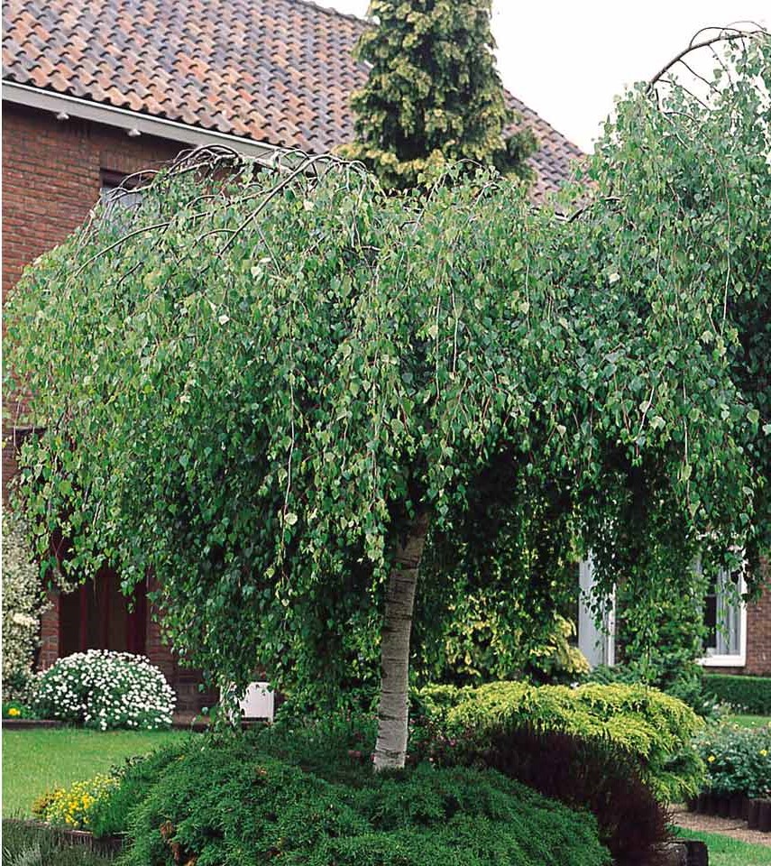 Huş Ağacı Betula Pendula