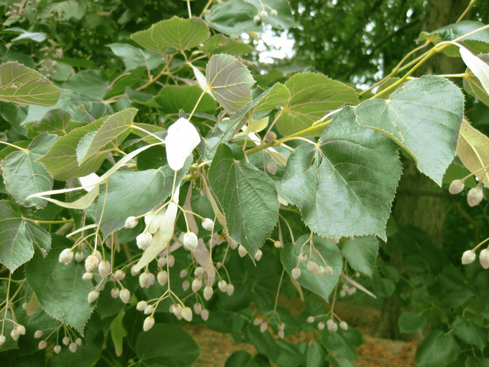 Ihlamur (Tillia Tomentosa) Fidanı 3 Adet