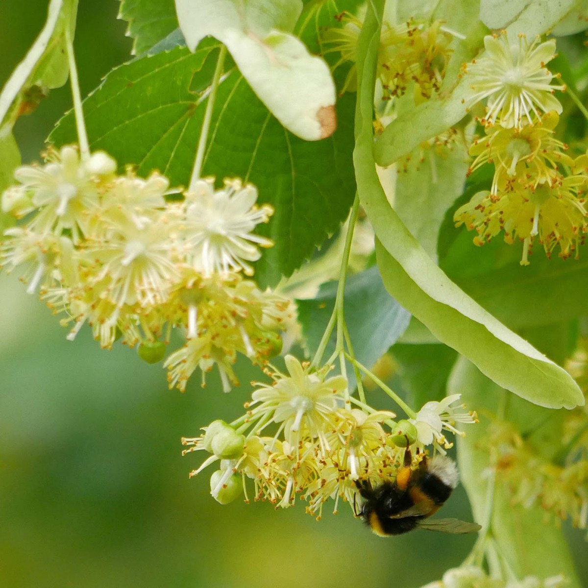 Ihlamur (Tillia Tomentosa) Fidanı Ihlamur (Tillia Tomentosa) Fidanı