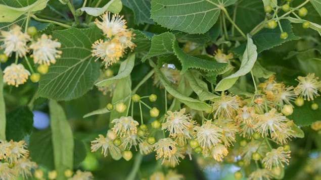 Ihlamur (Tillia Tomentosa) Fidanı Ihlamur (Tillia Tomentosa) Fidanı