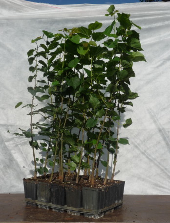 Ihlamur (Tillia Tomentosa) Fidanı