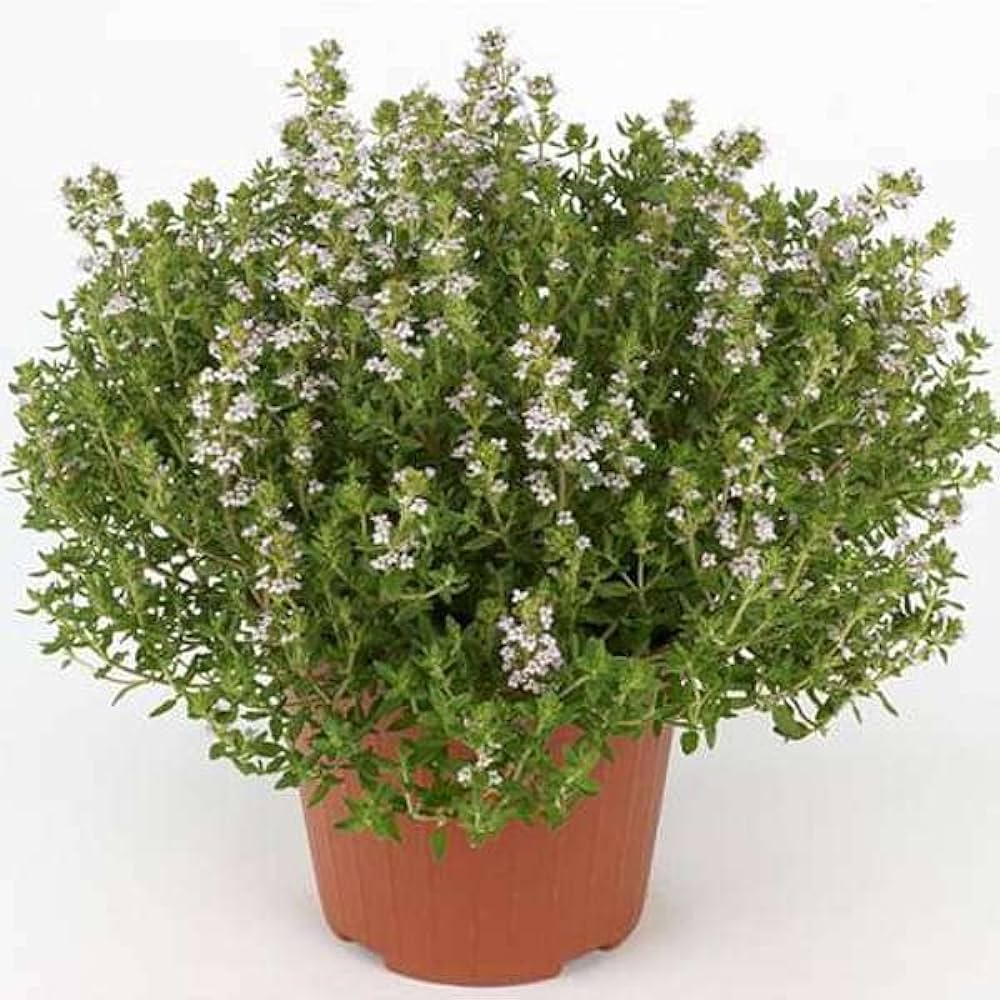 İstanbul Kekiği - Origanum Vulgare Subsp Hirtum