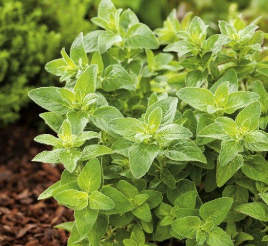 İstanbul Kekiği - Origanum Vulgare Subsp Hirtum