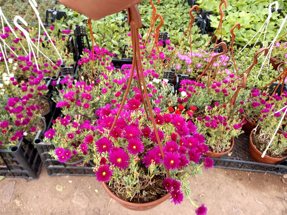 İzmir Güzeli Çiçeği Askılı Saksıda