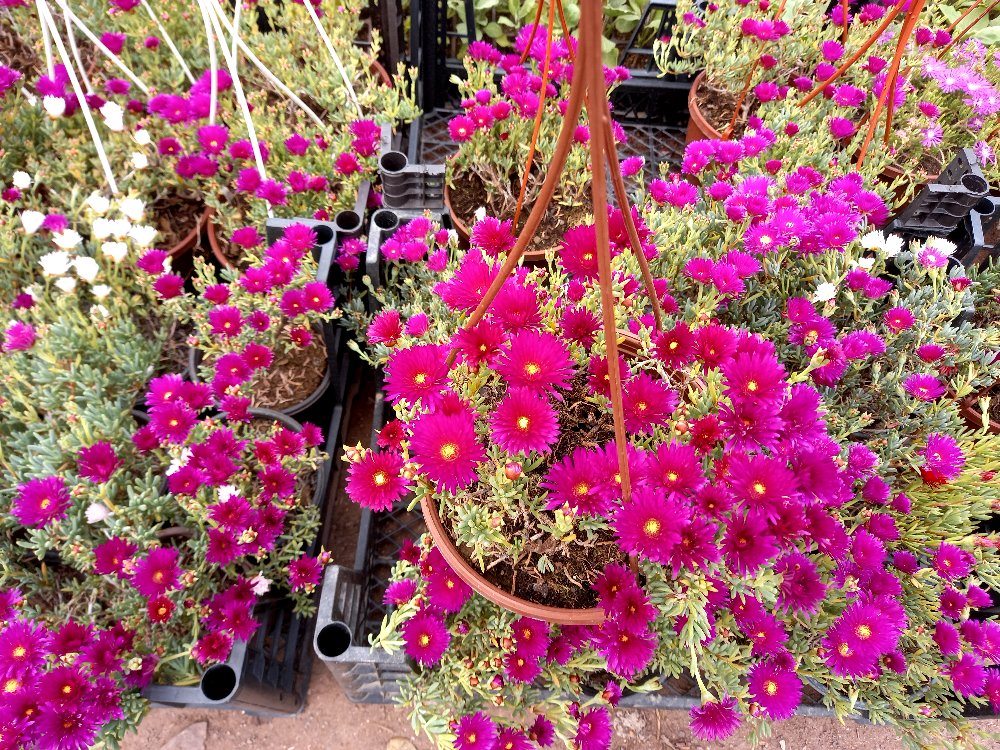 İzmir Güzeli Çiçeği Askılı Saksıda