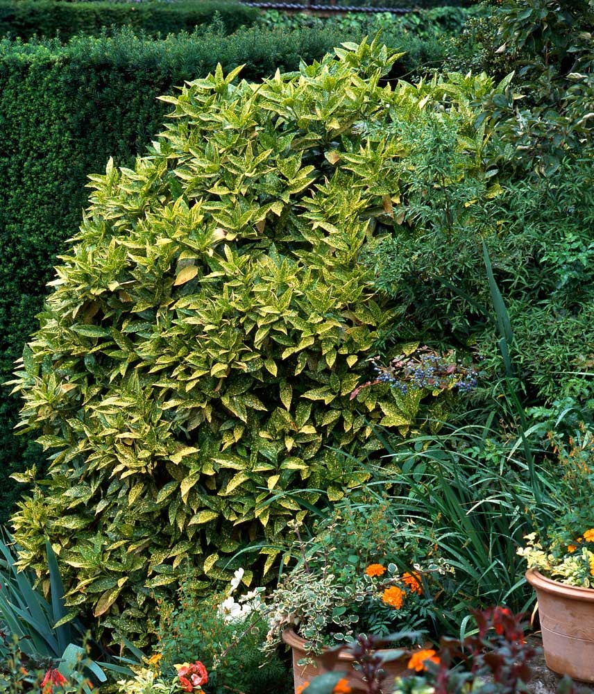 Japon Defnesi  (Aucuba Japonica) 10 Adet