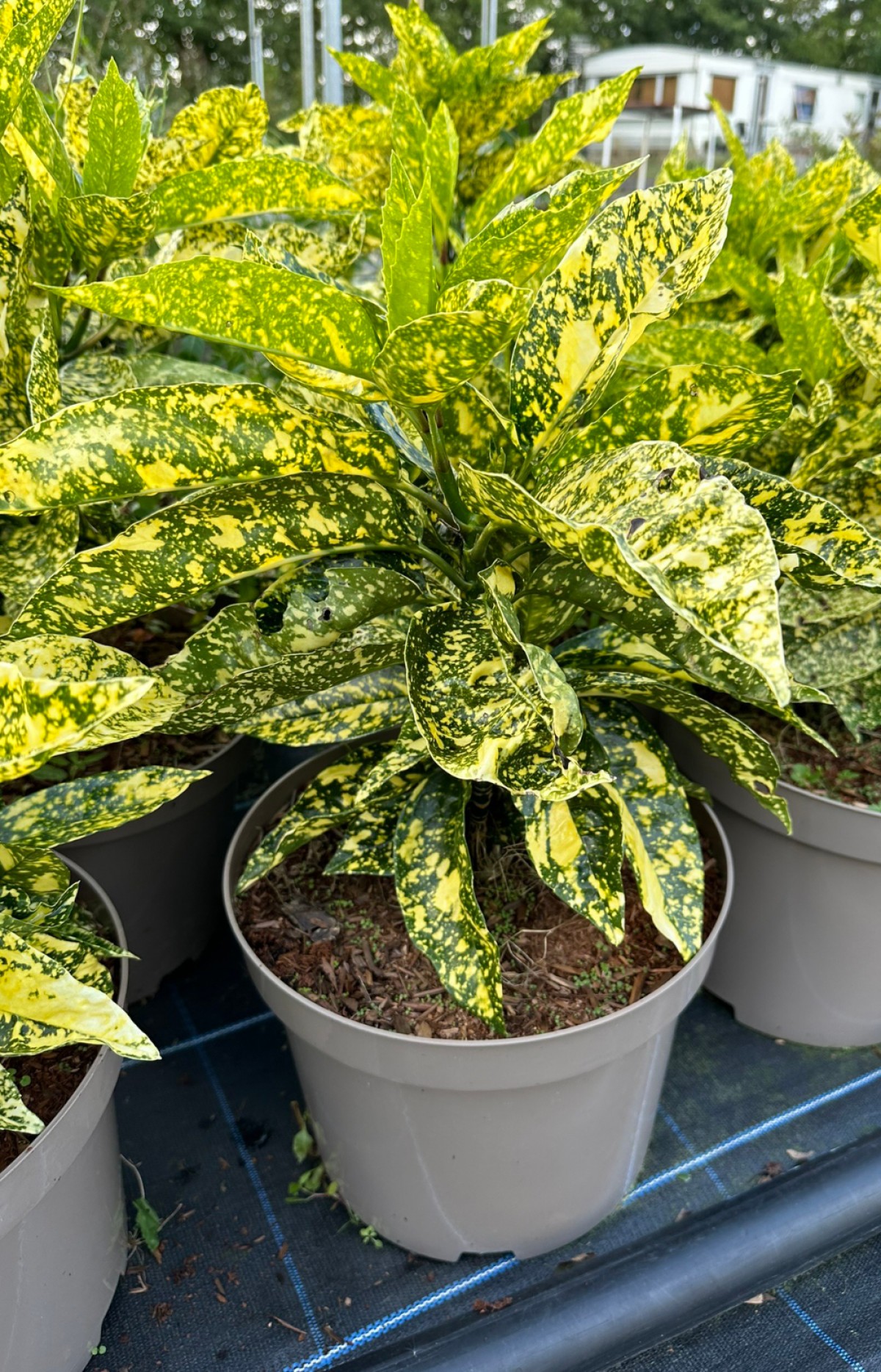 Japon Defnesi  (Aucuba Japonica) 10 Adet