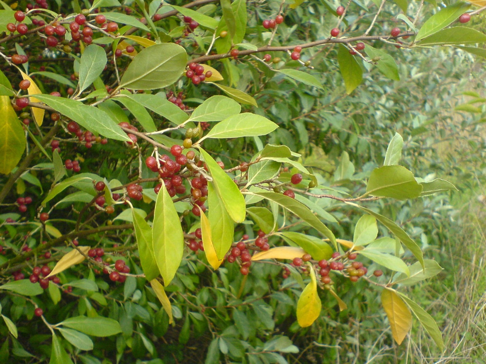 Japon İğdesi, Güz Zeytini veya Güz Yemişi (Elaeagnus Umbellata) 10 Adet
