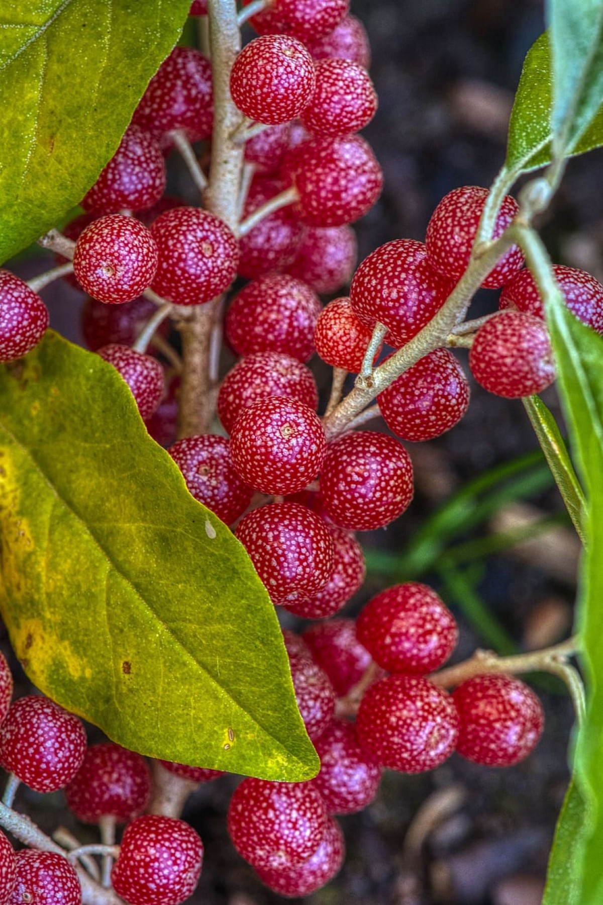 Japon İğdesi, Güz Zeytini veya Güz Yemişi (Elaeagnus Umbellata) 2 Adet Japon İğdesi, Güz Zeytini veya Güz Yemişi (Elaeagnus Umbellata) 2 Adet