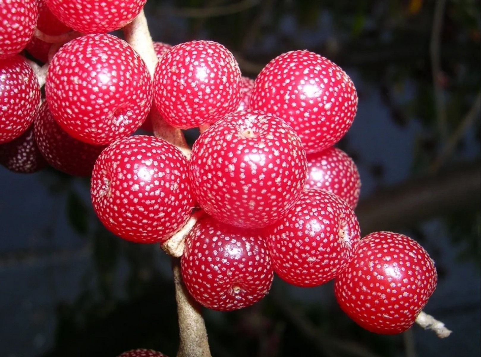 Japon İğdesi, Güz Zeytini veya Güz Yemişi (Elaeagnus Umbellata) 5 Adet
