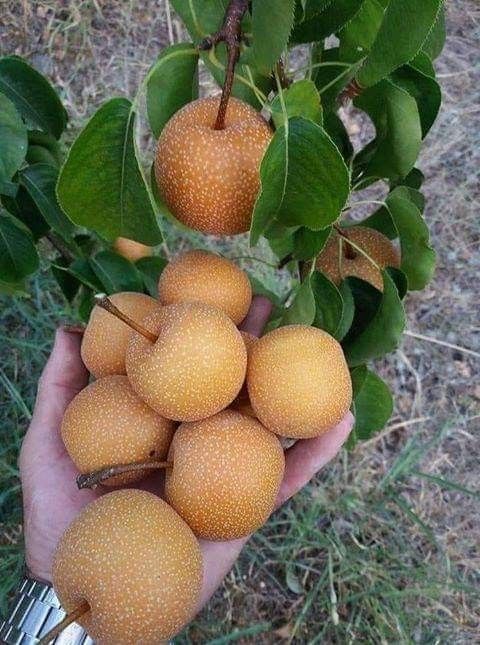 Japon Naşhi Armut Fidanı 3 Yaş Tüplü ve Aşılı Japon Naşhi Armut Fidanı 3 Yaş Tüplü ve Aşılı