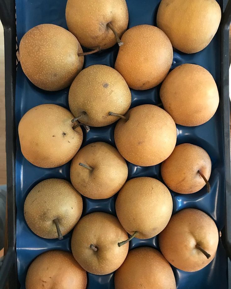 Japon Naşhi Armut Fidanı 3 Yaş Tüplü ve Aşılı Japon Naşhi Armut Fidanı 3 Yaş Tüplü ve Aşılı