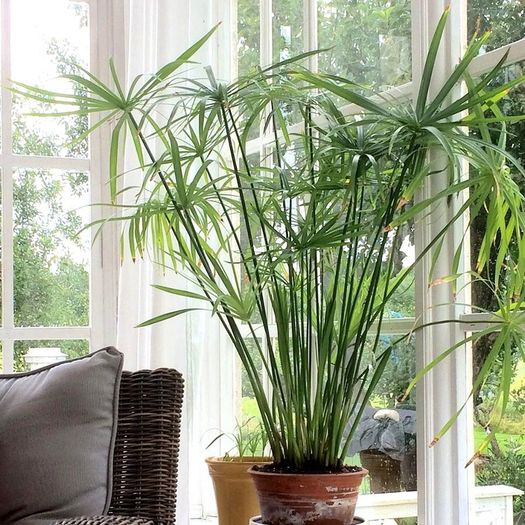 Japon Şemsiyesi – Cyperus Alternifolius Japon Şemsiyesi – Cyperus Alternifolius