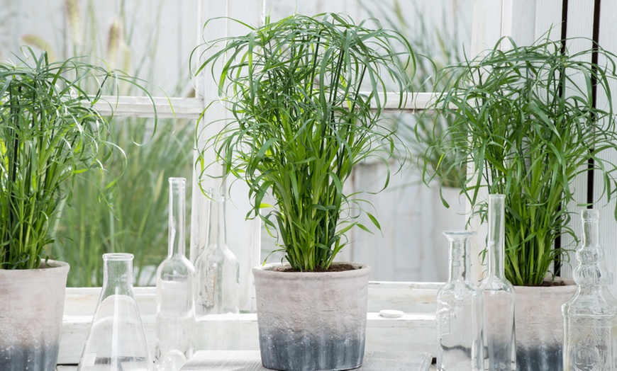 Japon Şemsiyesi – Cyperus Alternifolius Japon Şemsiyesi – Cyperus Alternifolius