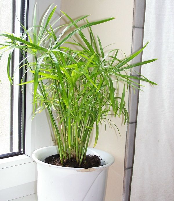 Japon Şemsiyesi – Cyperus Alternifolius Japon Şemsiyesi – Cyperus Alternifolius