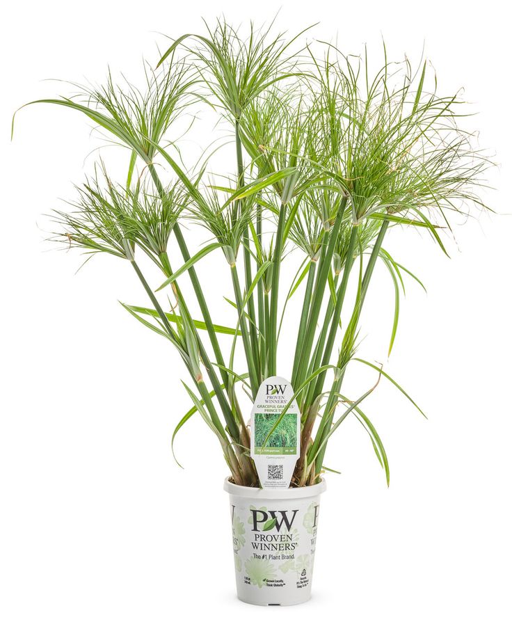Japon Şemsiyesi – Cyperus Alternifolius