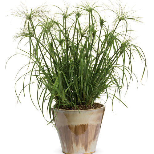 Japon Şemsiyesi – Cyperus Alternifolius