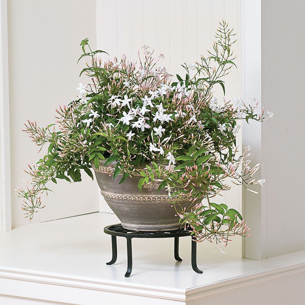 Jasminum polyanthum – Çin Yasemini Jasminum polyanthum – Çin Yasemini