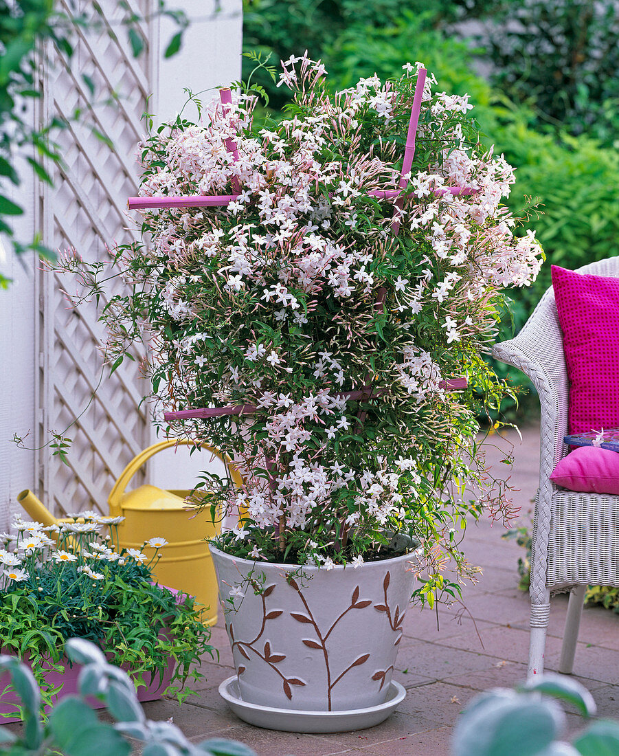 Jasminum polyanthum – Çin Yasemini Jasminum polyanthum – Çin Yasemini