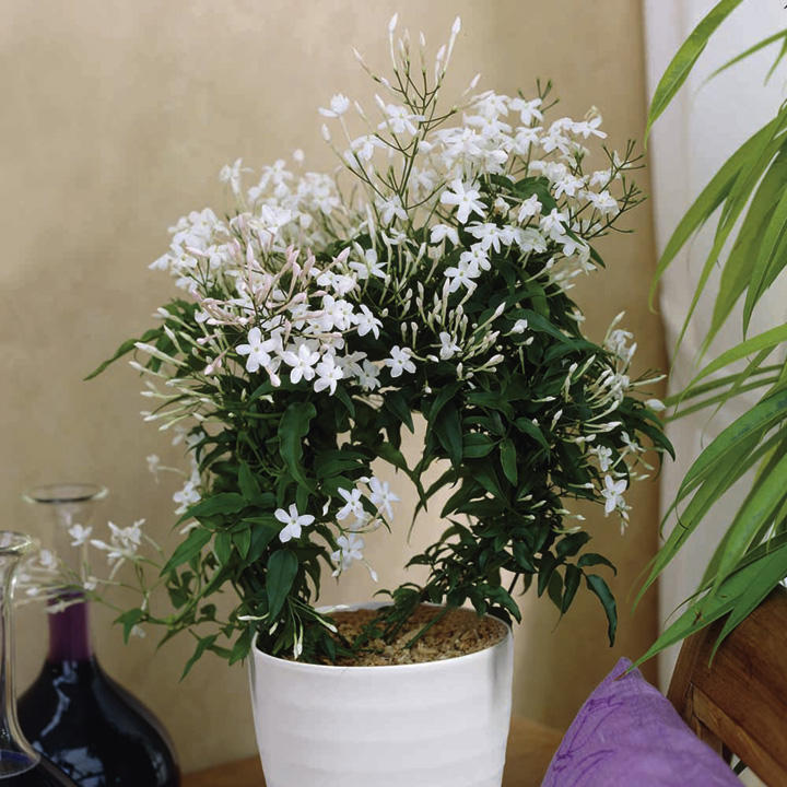 Jasminum polyanthum – Çin Yasemini