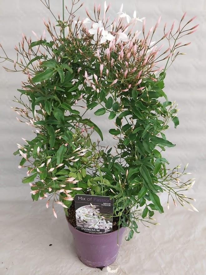Jasminum polyanthum – Çin Yasemini Jasminum polyanthum – Çin Yasemini