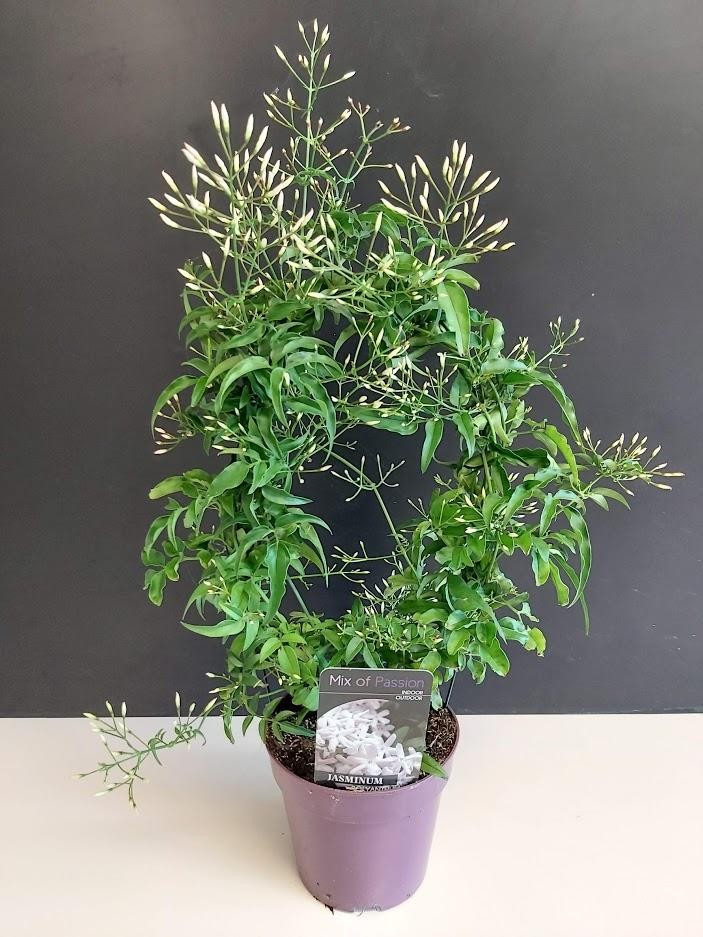 Jasminum polyanthum – Çin Yasemini Jasminum polyanthum – Çin Yasemini