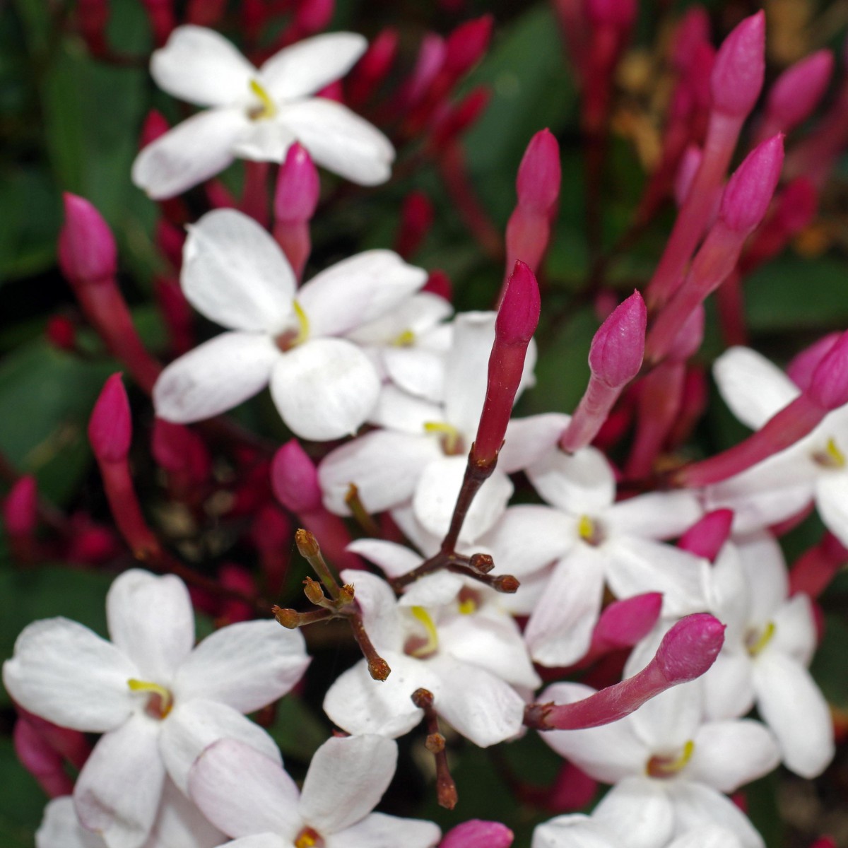 Jasminum polyanthum – Çin Yasemini Jasminum polyanthum – Çin Yasemini