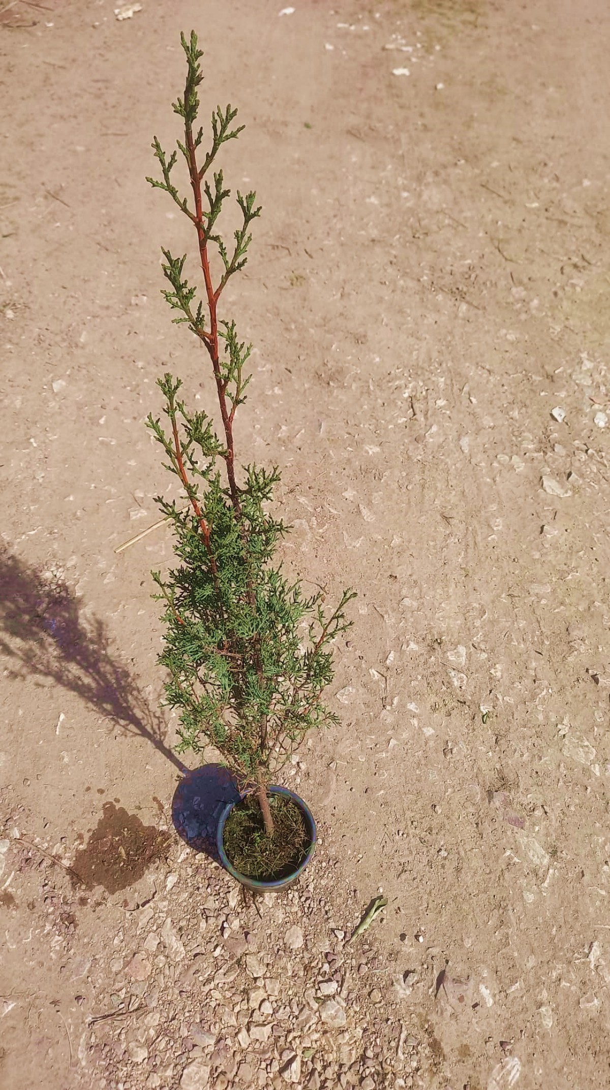 Kabir Ağacı Mezarlık Çamı 100 cm 5 Adet