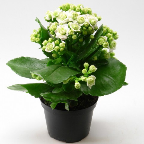 Kalanşo Çiçeği – Kalanchoe 10 Adet Beyaz Kalanşo Çiçeği – Kalanchoe 10 Adet Beyaz