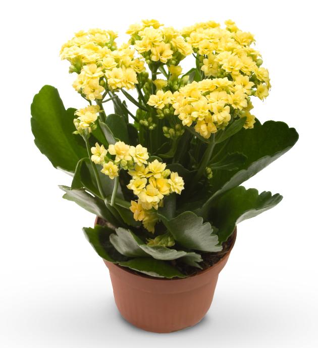 Kalanşo Çiçeği – Kalanchoe 20 Adet