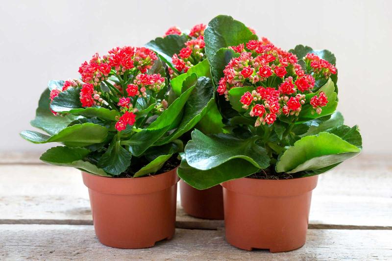 Kalanşo Çiçeği – Kalanchoe 20 Adet