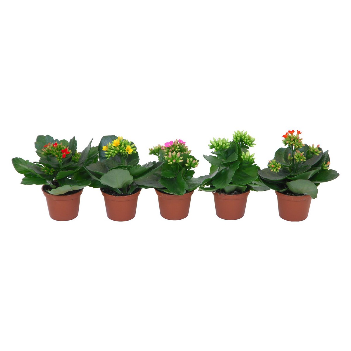 Kalanşo Çiçeği – Kalanchoe - 5 Adet Karışık Renklerde Kalanşo Çiçeği – Kalanchoe - 5 Adet Karışık Renklerde
