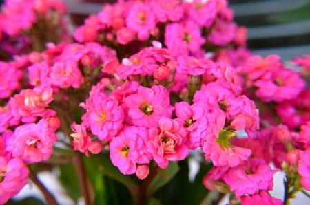 Kalanşo Çiçeği – Kalanchoe 5 Adet Pembe