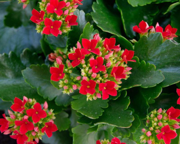 Kalanşo Çiçeği – Kalanchoe 5  Adet Kırmızı