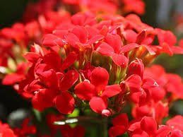Kalanşo Çiçeği – Kalanchoe 5  Adet Kırmızı