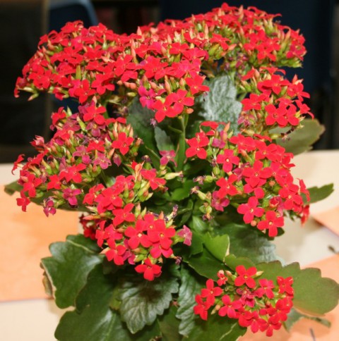 Kalanşo Çiçeği – Kalanchoe 5  Adet Kırmızı