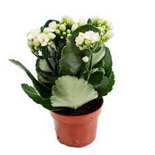 Kalanşo Çiçeği – Kalanchoe 5 Adet Beyaz