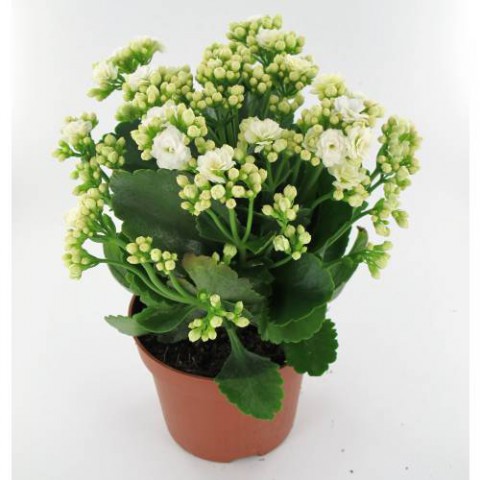 Kalanşo Çiçeği – Kalanchoe 5 Adet Beyaz