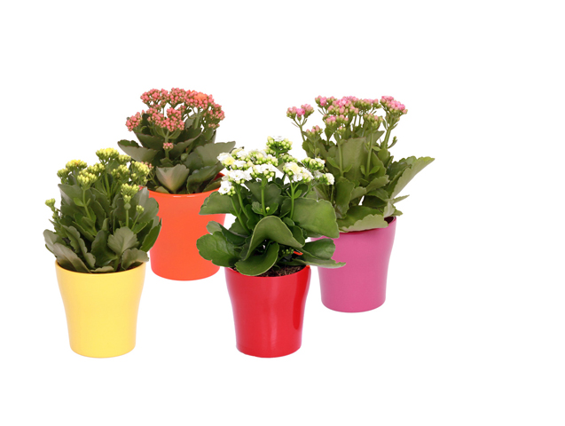 Kalanşo Çiçeği – Kalanchoe 8 Adet Kalanşo Çiçeği – Kalanchoe 8 Adet