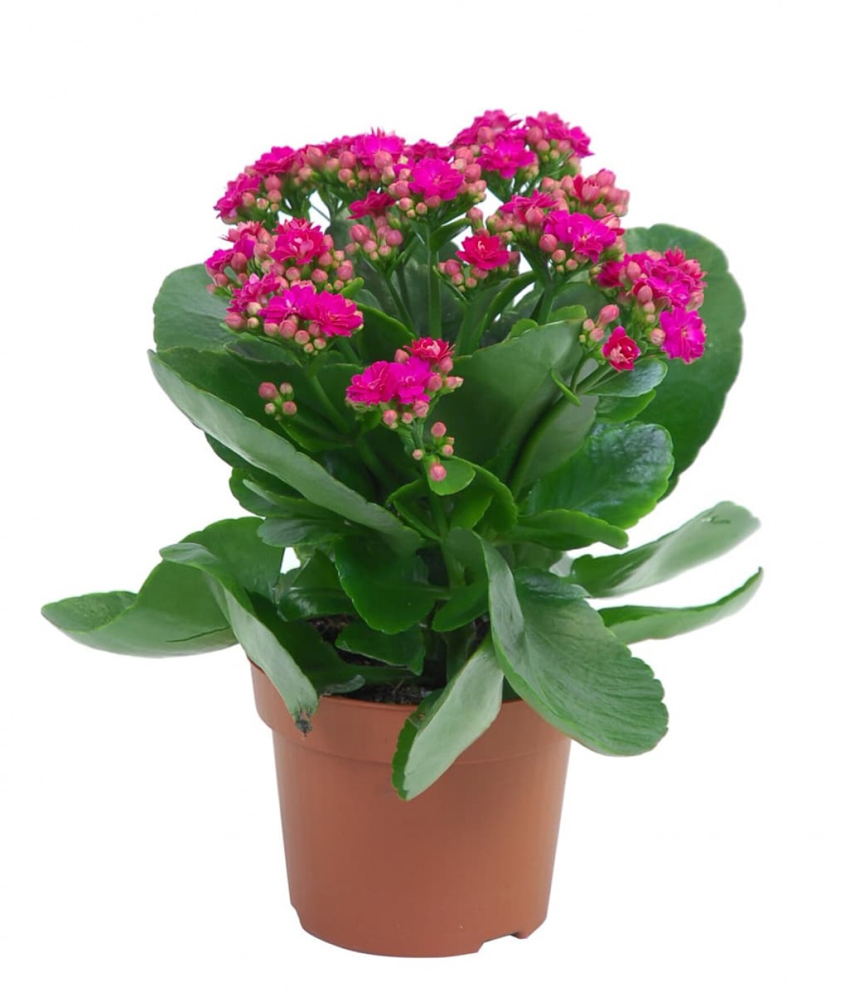 Kalanşo Çiçeği – Kalanchoe 8 Adet