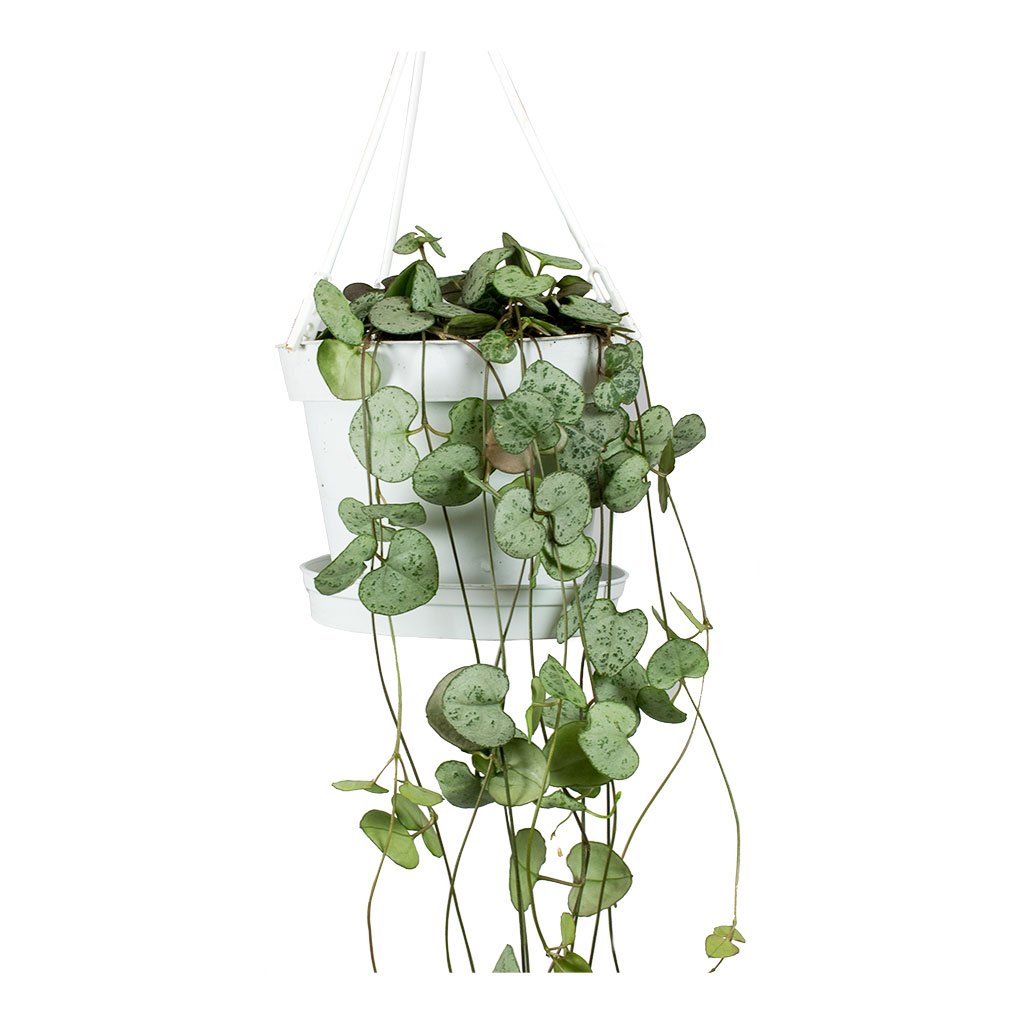 Kalp Kalbe Karşı Çiçeği – Ceropegia Woodii Kalp Kalbe Karşı Çiçeği – Ceropegia Woodii