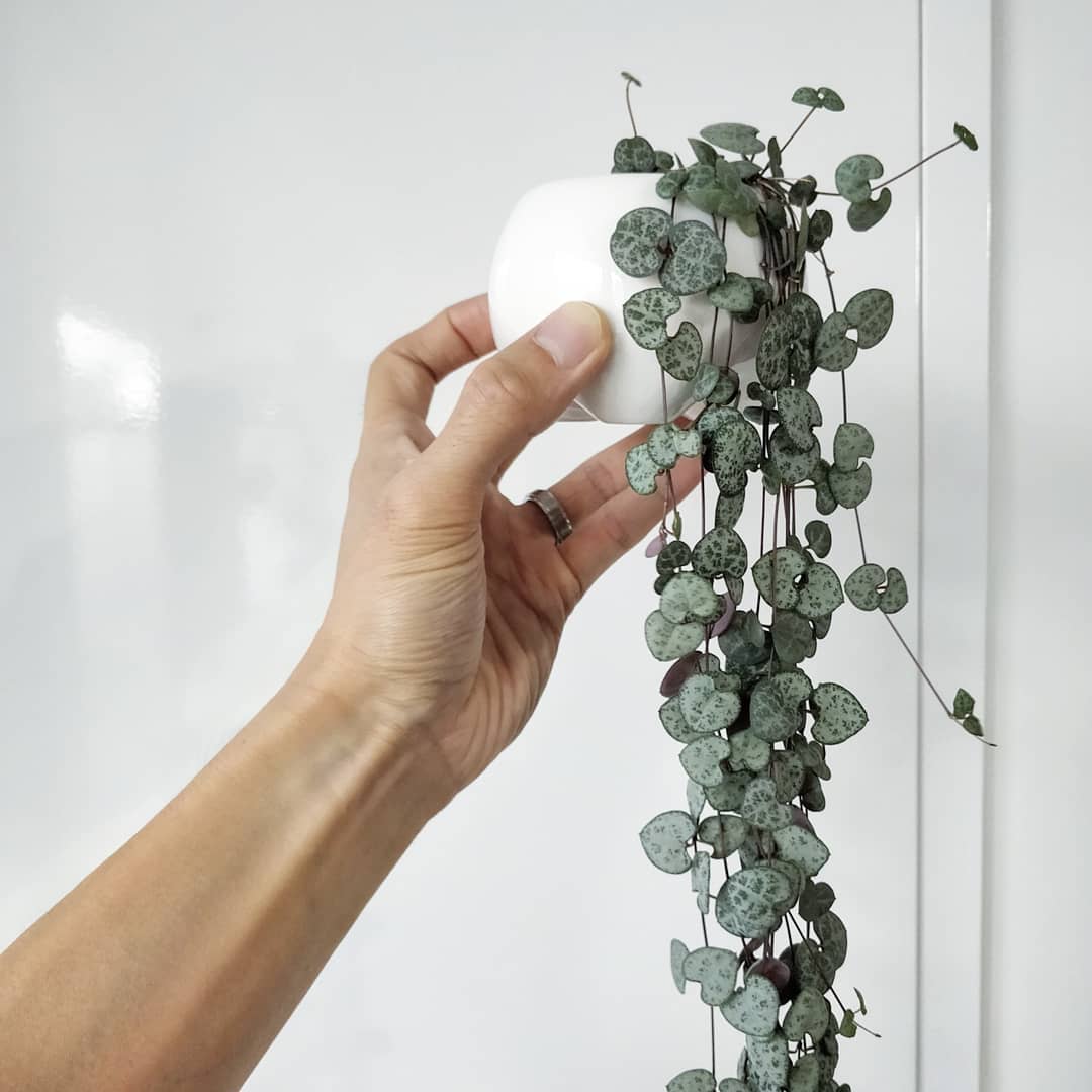 Kalp Kalbe Karşı Çiçeği – Ceropegia Woodii