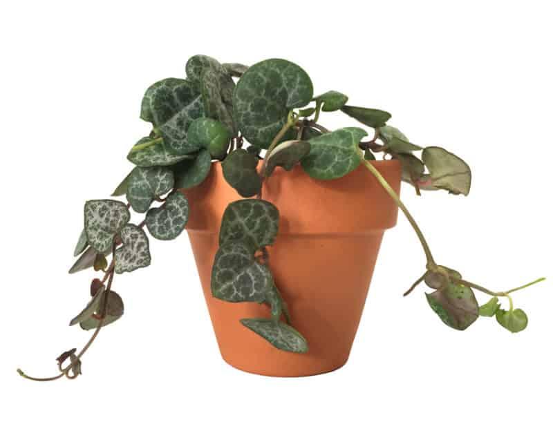 Kalp Kalbe Karşı Çiçeği – Ceropegia Woodii Kalp Kalbe Karşı Çiçeği – Ceropegia Woodii